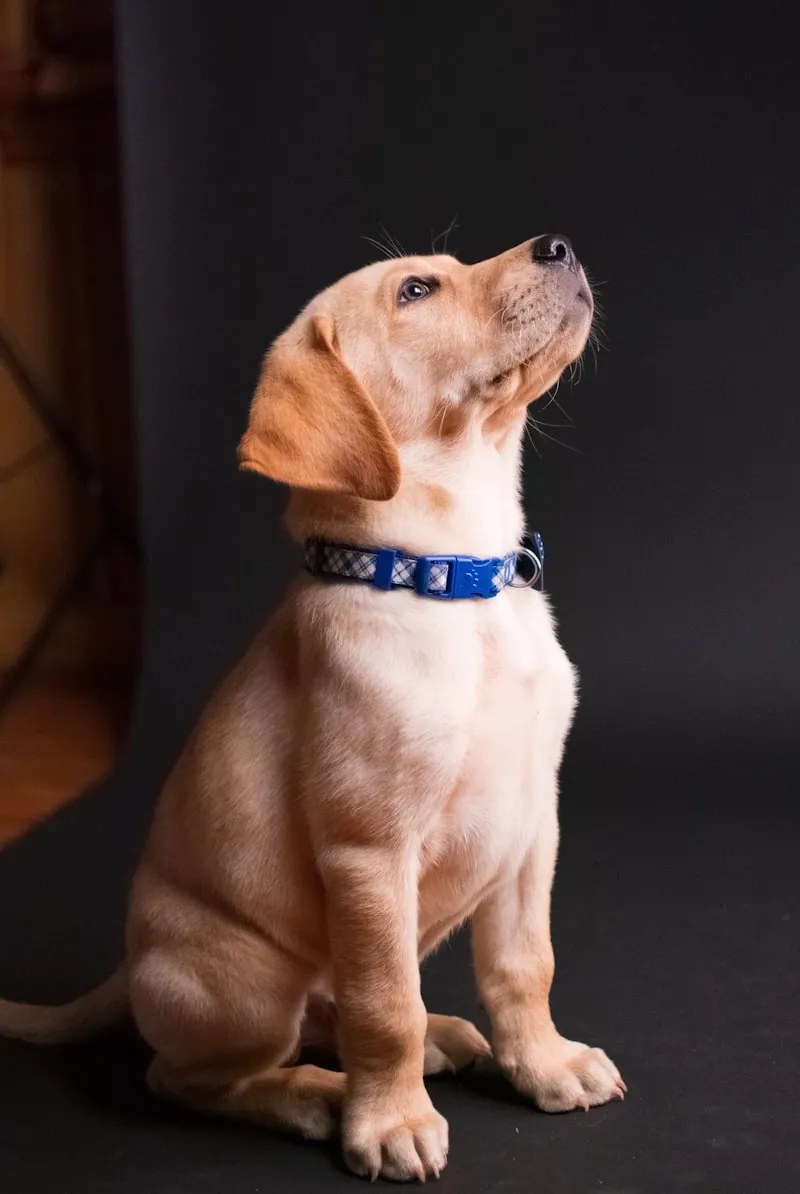 AI-generated white lab puppy mascot from the datadev.ai FAQ page